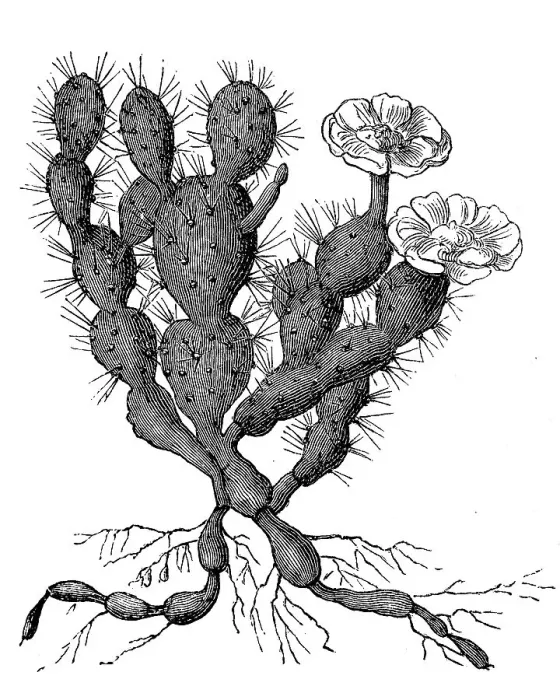Framed Print : Cactus, Opuntia filipendula, with flower Framed Print : Cactus, Opuntia filipendula, with flower