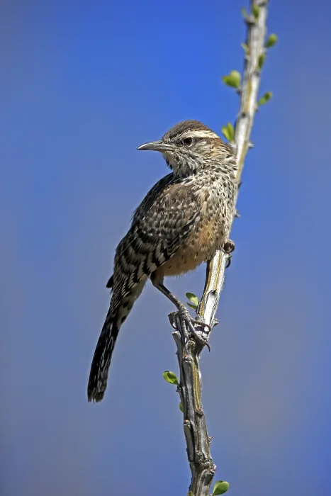 Framed Print : Cactus wren (Campylorhynchus brunneicapillus) Framed Print : Cactus wren (Campylorhynchus brunneicapillus)
