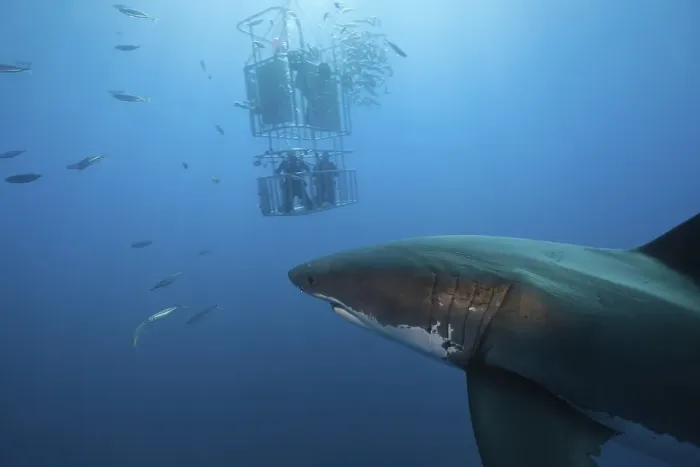 Framed Print : Cage diving with great white shark (Carcharodon carcharias) Framed Print : Cage diving with great white shark (Carcharodon carcharias)