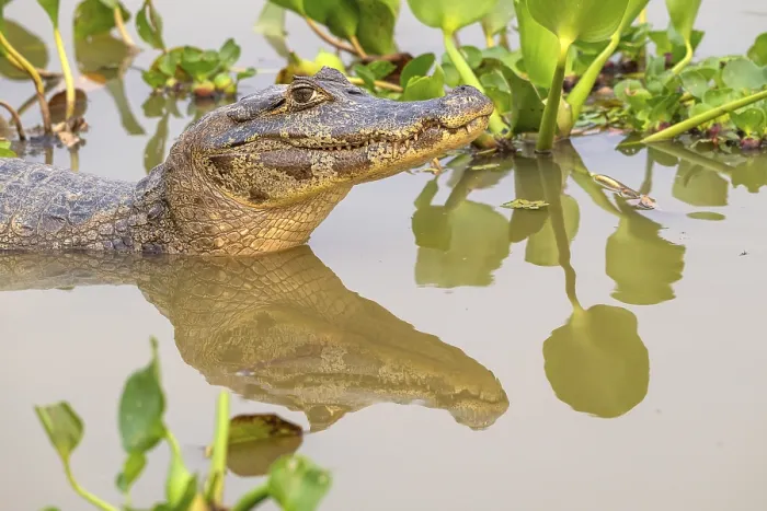 Framed Print : Caiman (Caimaninae), Crocodile (Alligatoridae)