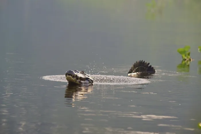 Framed Print : A caiman calling in the water while swimming in a calm water Framed Print : A caiman calling in the water while swimming in a calm water