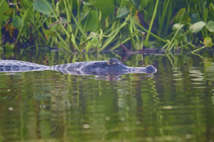 Framed Print : A caiman creeps past water plants