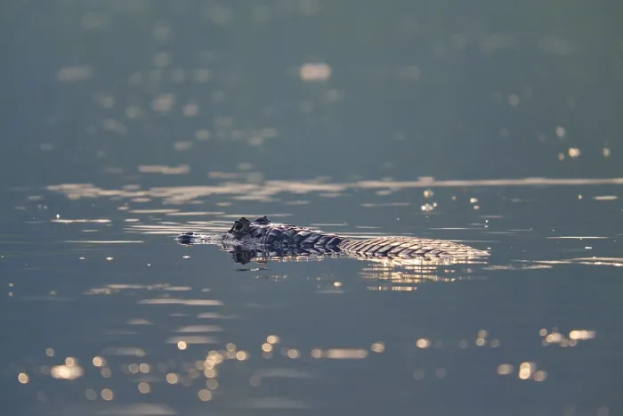 Framed Print : A caiman floats quietly on the surface of the water Framed Print : A caiman floats quietly on the surface of the water