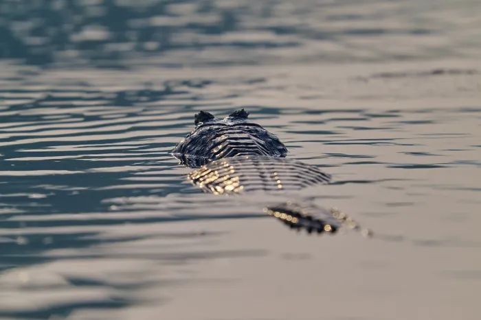 Framed Print : The back of a caiman glides through still water