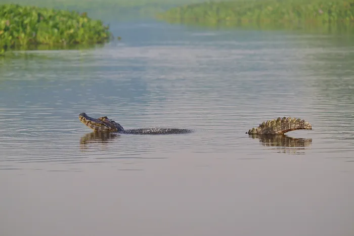 Framed Print : A caiman mating in a calm river Framed Print : A caiman mating in a calm river