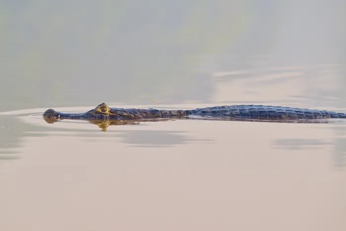Framed Print : The caiman moves gracefully through calm water