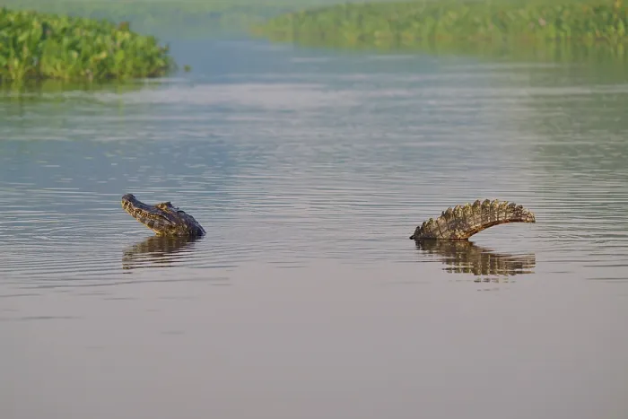 Framed Print : A caiman moves slowly in the water
