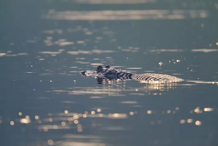 Framed Print : The caiman rests calmly in the still water