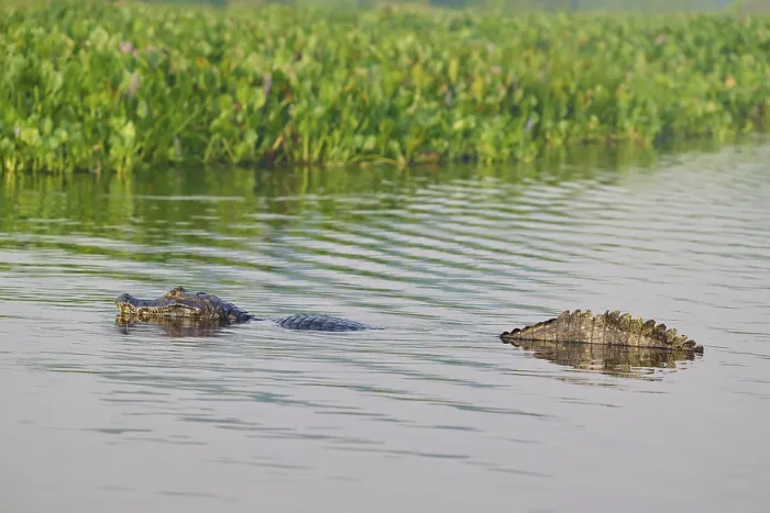 Framed Print : A caiman swimming in the water Framed Print : A caiman swimming in the water