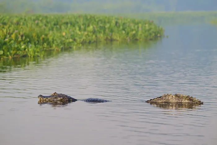 Framed Print : A caiman swimming in the water in a marsh surrounded by greenery