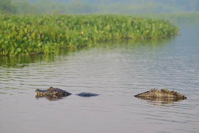 Framed Print : Caiman in water near swamp area with dense green vegetation