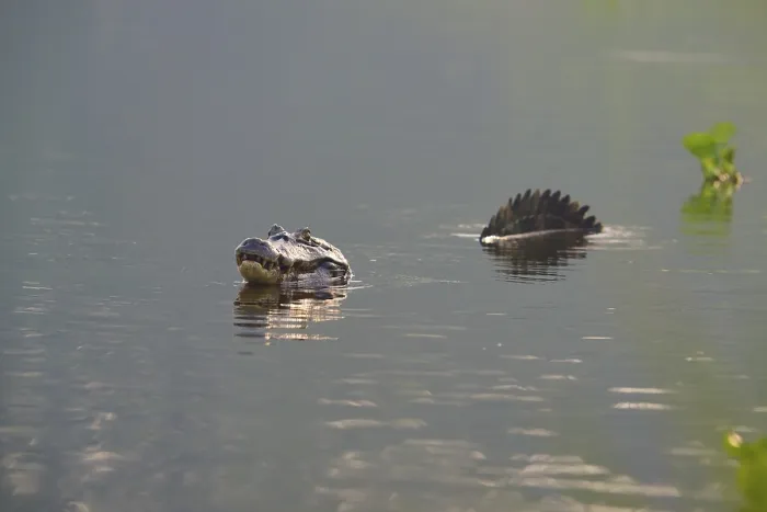Framed Print : A caiman in the water with its reflection and plants in the background
