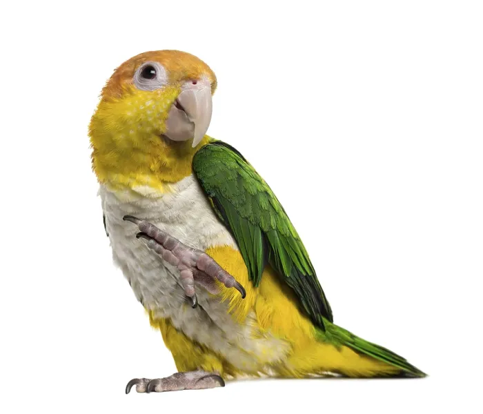 Framed Print : Caique with leg raised, isolated on white Ca?que with leg raised