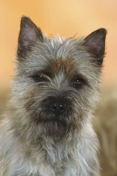 Framed Print : Cairn-Terrier