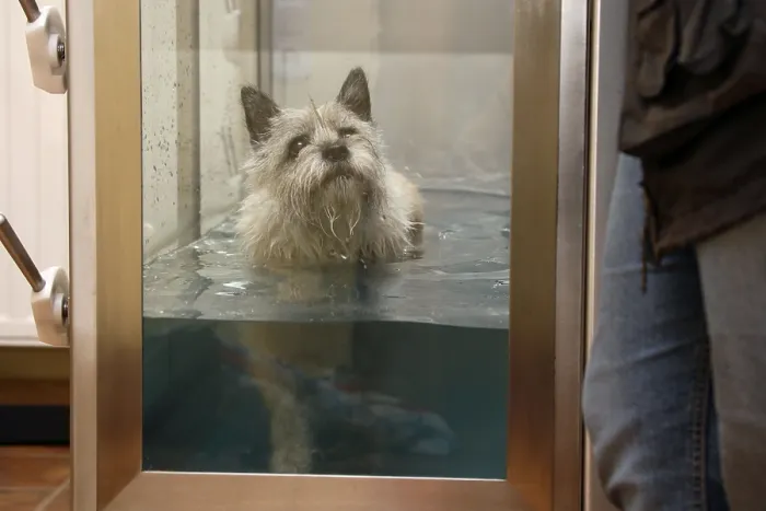 Framed Print : Cairn Terrier gets physiotherapy Framed Print : Cairn Terrier gets physiotherapy