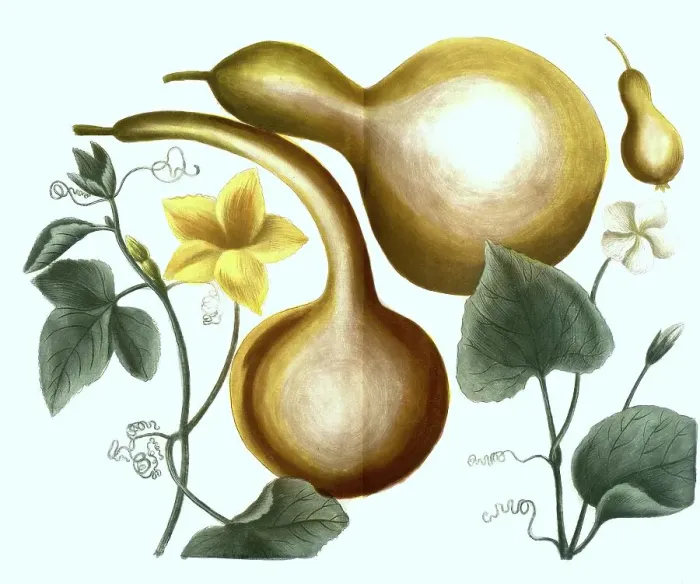 Framed Print : Calabash (Lagenaria siceraria) and calabash Framed Print : Calabash (Lagenaria siceraria) and calabash