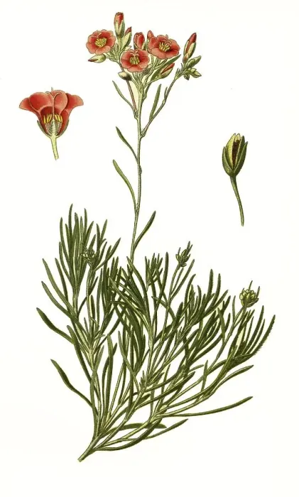 Framed Print : Calandrinia umbellata, rock purslane