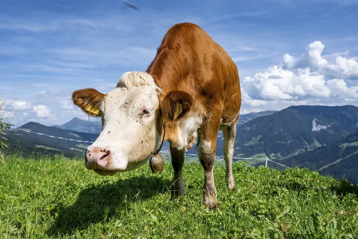 Framed Print : Calf (Bos primigenius taurus), cow with bell on an alpine meadow