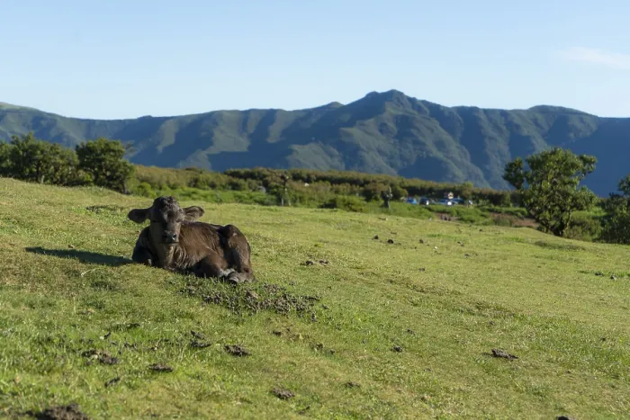 Framed Print : Calf in Fanal Forest Laying on Green Meadow