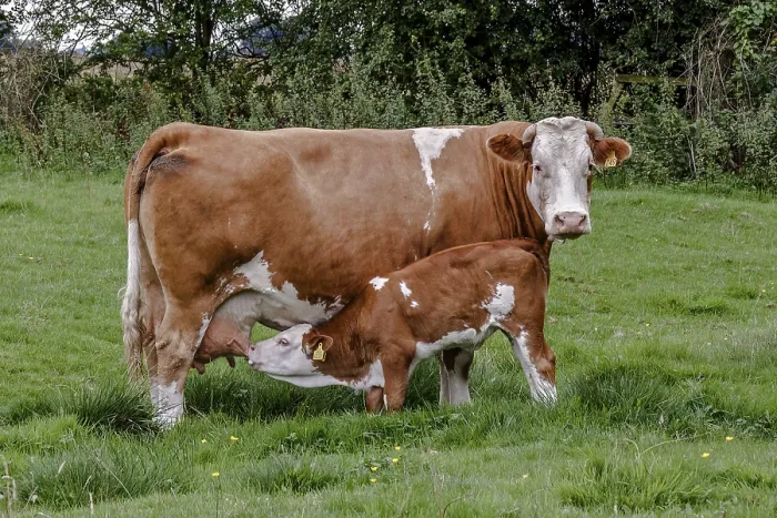 Framed Print : Calf Feeding From Cow Berkshire UK