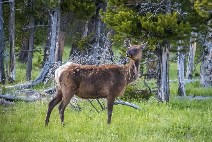 Framed Print : A calf roaming around the green pasture of the preserve national forest