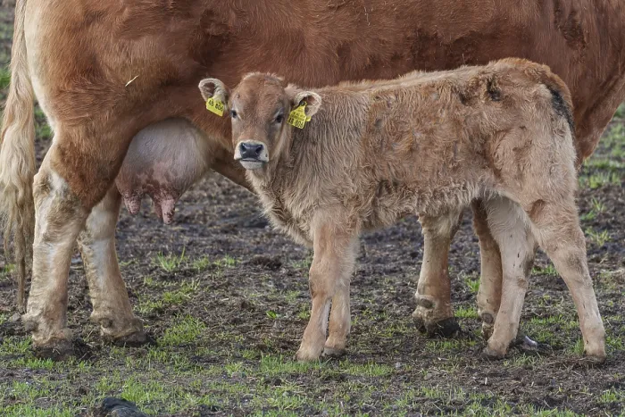 Framed Print : A calf stands close to a cow in a meadow