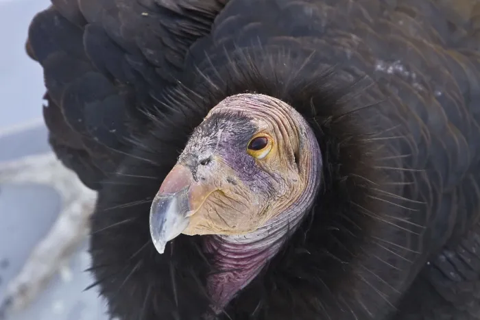Framed Print : California Condor, California Condors