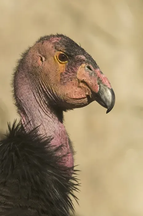 Framed Print : California Condor (Gymnogyps californianus) Framed Print : California Condor (Gymnogyps californianus)