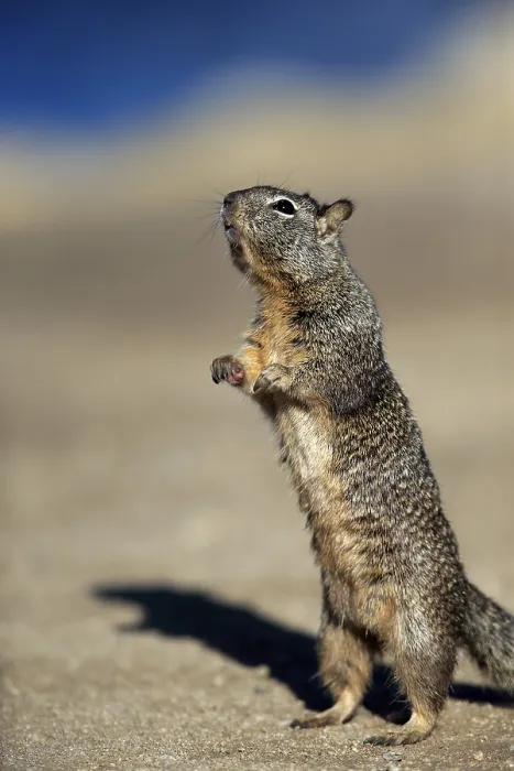 Framed Print : California Ground Squirrel (Citellus beecheyi)