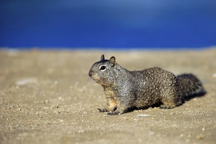 Framed Print : California ground squirrel (Citellus beecheyi)