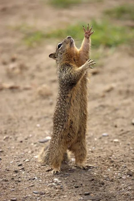 Framed Print : California Ground Squirrel (Citellus beecheyi)