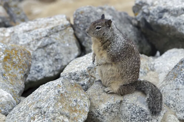 Framed Print : California Ground Squirrel (Otospermophilus beecheyi)