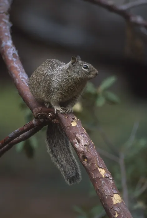 Framed Print : California Ground Squirrel (Spermophilus beecheyi) on branch