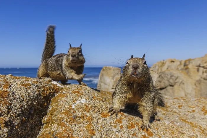 Framed Print : California Ground Squirrels (Spermophilus beecheyi) on rock Framed Print : California Ground Squirrels (Spermophilus beecheyi) on rock
