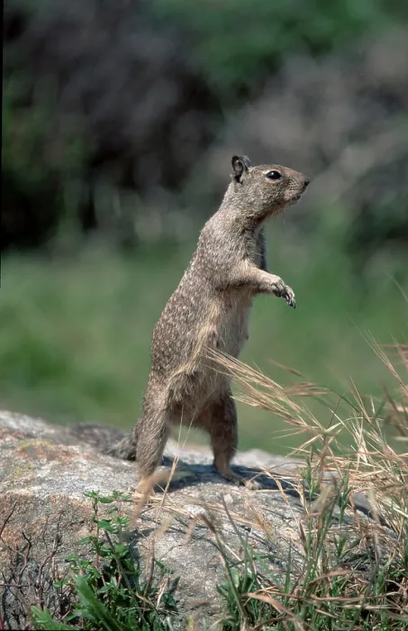 Framed Print : Californian Ground Squirrel, Beechey's