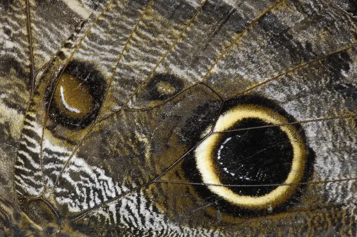 Framed Print : Caligo eurilochus