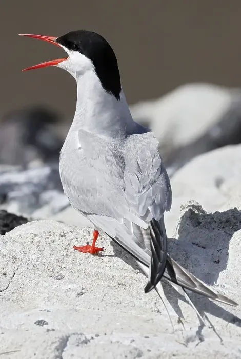 Framed Print : Calling Arctic tern (Sterna paradisaea)