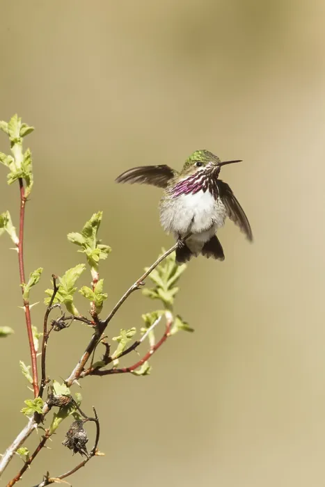 Framed Print : Calliope Hummingbird (Selasphorus calliope) male Framed Print : Calliope Hummingbird (Selasphorus calliope) male