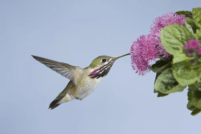 Framed Print : Calliope Hummingbird (Stellula calliope)