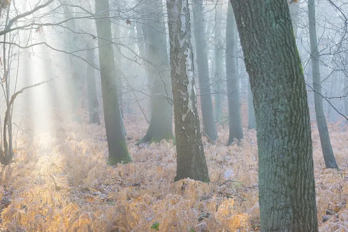 Framed Print : Calm forest with soft morning light and misty