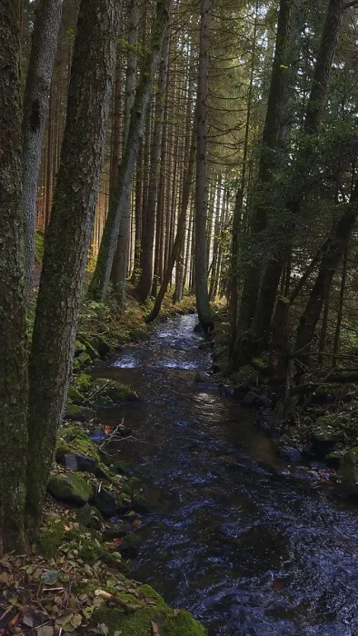 Framed Print : A calm river flows through a moss-covered forest surrounded by tall trees and filtered sunlight Framed Print : A calm river flows through a moss-covered forest surrounded by tall trees and filtered sunlight