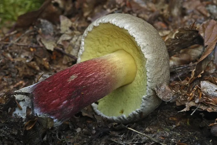 Framed Print : Calyptus calopus (Boletus calopus)