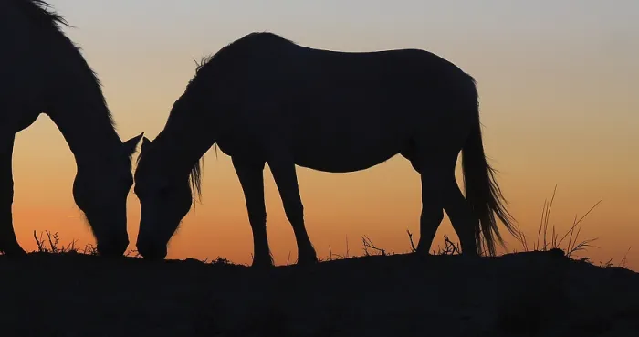 Framed Print : Camargue or Camarguais Horse in the Dunes at Sunrise Framed Print : Camargue or Camarguais Horse in the Dunes at Sunrise