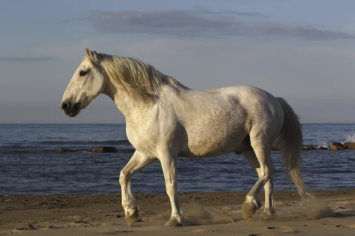 Framed Print : Camargue Horse on the Beach, Saintes Marie de la Mer in Camargue