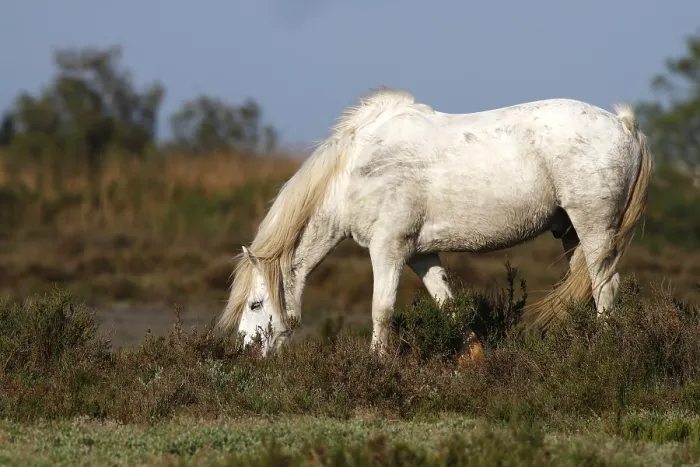 Framed Print : Camargue horse (Equus caballus) grazing in a nature reserve