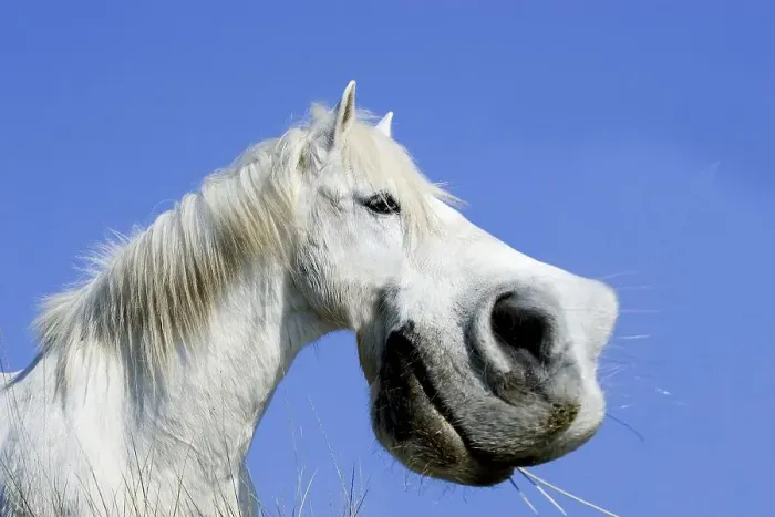 Framed Print : Camargue Horse, Funny Portrait Framed Print : Camargue Horse, Funny Portrait