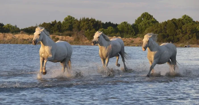 Framed Print : Camargue Horse, Herd trotting or galloping through Swamp Framed Print : Camargue Horse, Herd trotting or galloping through Swamp