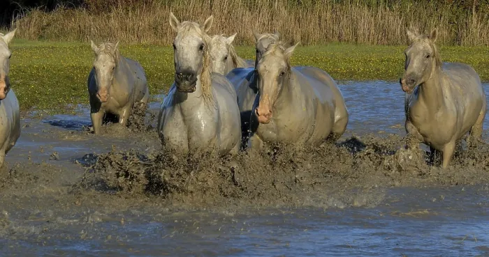 Framed Print : Camargue Horse, Herd trotting or galloping through Swamp Framed Print : Camargue Horse, Herd trotting or galloping through Swamp