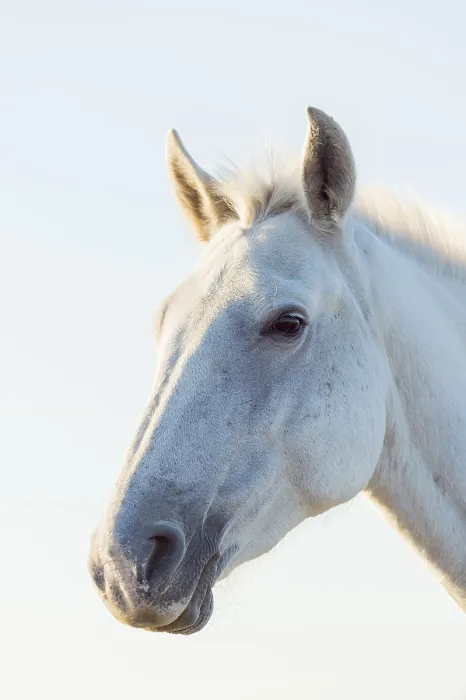 Framed Print : Camargue Horse, portrait, Saintes-Maries-de-la-Mer Framed Print : Camargue Horse, portrait, Saintes-Maries-de-la-Mer