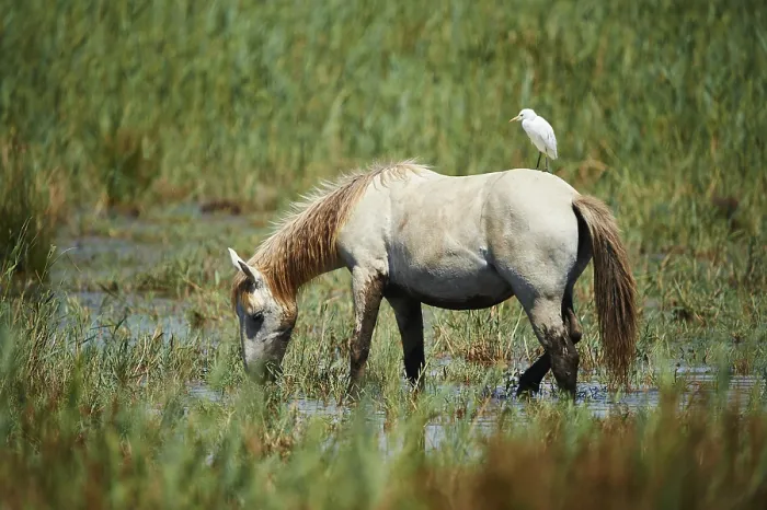 Framed Print : Camargue horse standing in damp meadow and grazing